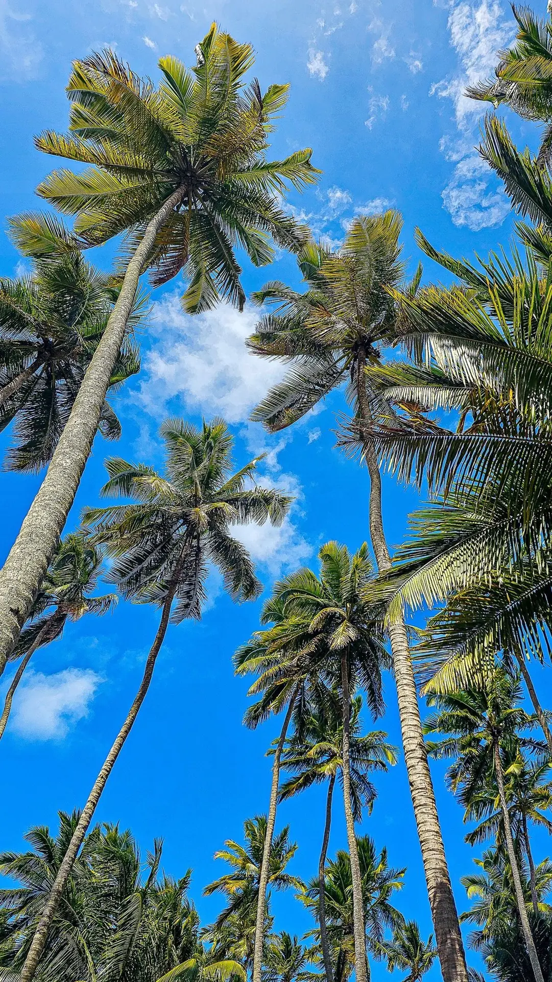 low view coconut trees
